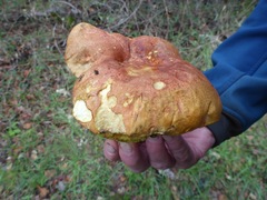 Butyriboletus querciregius