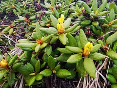 Rhododendron aureum
