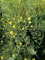 Angiospermae