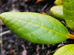 Rhododendron aureum