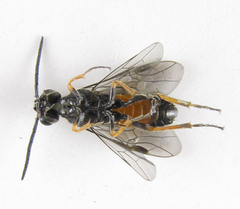 Dolerus aericeps