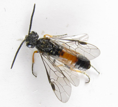 Dolerus aericeps