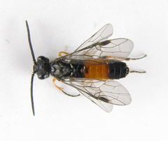 Dolerus aericeps