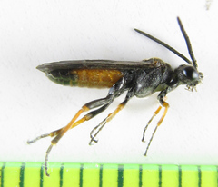 Dolerus aericeps