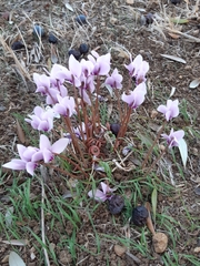 Cyclamen