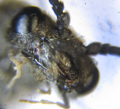 Dolerus aericeps