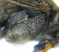 Dolerus aericeps