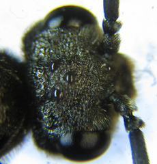Dolerus aericeps