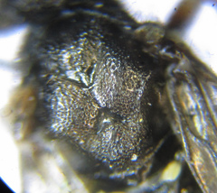 Dolerus aericeps
