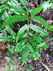 Tectariaceae