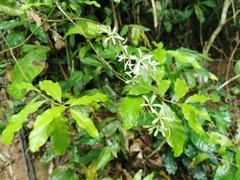 Petrea