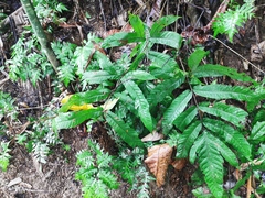 Tectariaceae