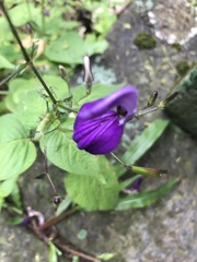 Brillantaisia