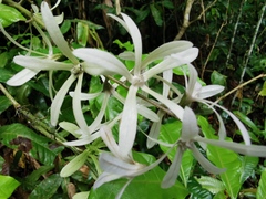 Petrea