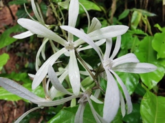 Petrea