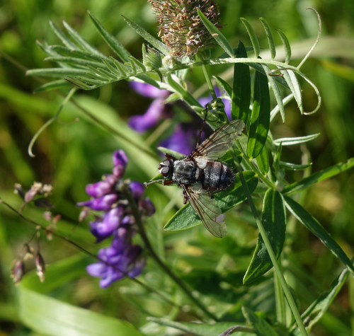 Trixa caerulescens