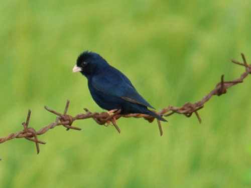 Village Indigobird