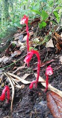 Monotropa coccinea