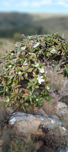 Grand Cushionbush (Oldenburgia grandis)