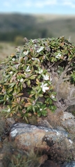 Oldenburgia grandis
