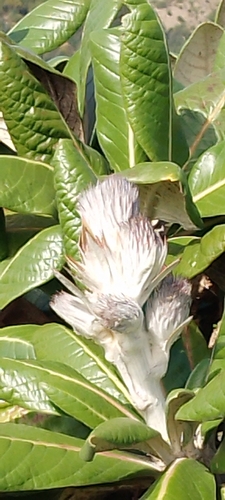 Oldenburgia grandis, photograph 2
