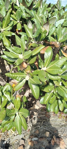 Oldenburgia grandis, photograph 3