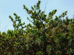 Hypericum revolutum revolutum