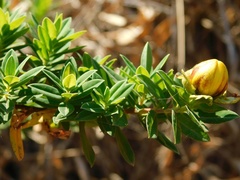 Hypericum revolutum revolutum