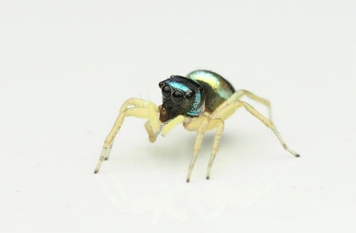 Banded Phintella