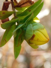 Hypericum revolutum revolutum