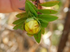 Hypericum revolutum revolutum