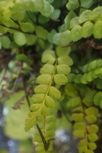 adulterated spleenwort (Asplenium adulterinum)