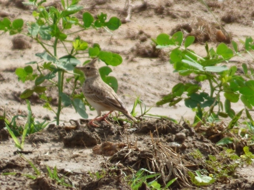 Crested Lark