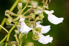 Encyclia cordigera