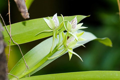 Prosthechea chacaoensis