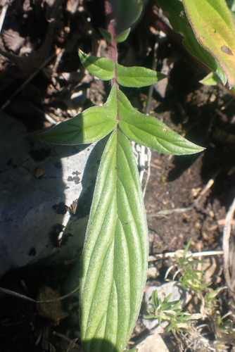 Narrow-sepal Scorpionweed (Phacelia leptosepala)