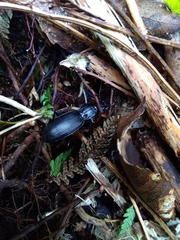 Plocamostethus planiusculus