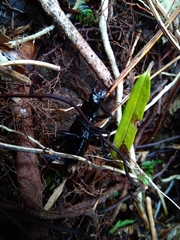 Plocamostethus planiusculus