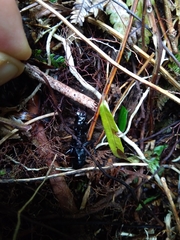 Plocamostethus planiusculus