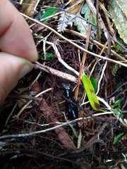 Plocamostethus planiusculus