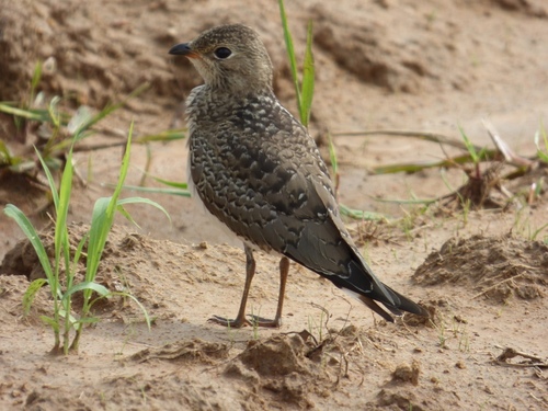 Collared Pratincole