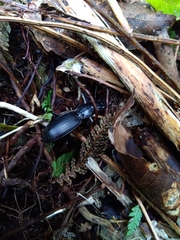 Plocamostethus planiusculus