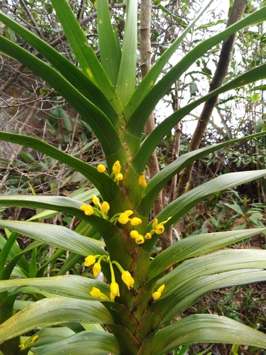 Image of Maxillaria aurea by (c) GERMAN LEONEL SARMIENTO CRUZ, some rights reserved (CC BY)
