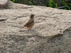 Emberiza goslingi