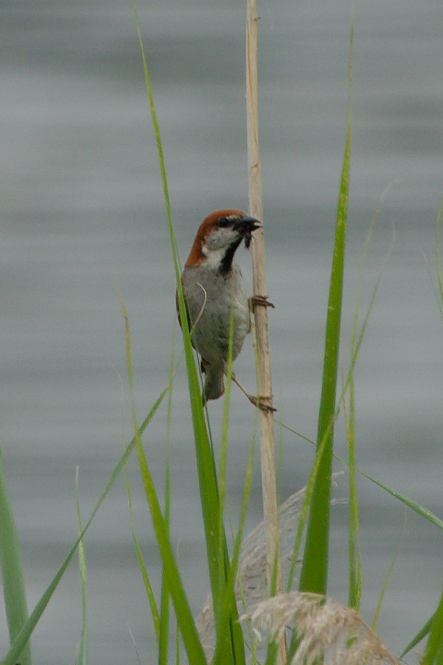 Russet Sparrow
