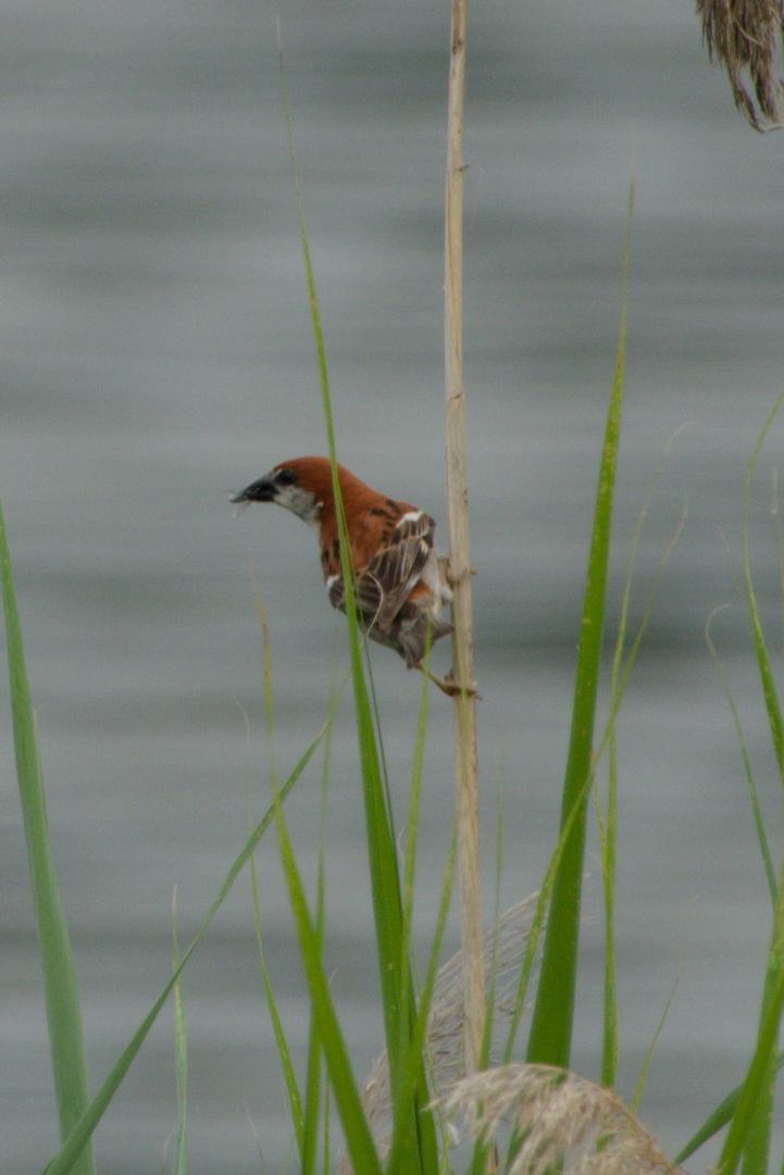 Russet Sparrow