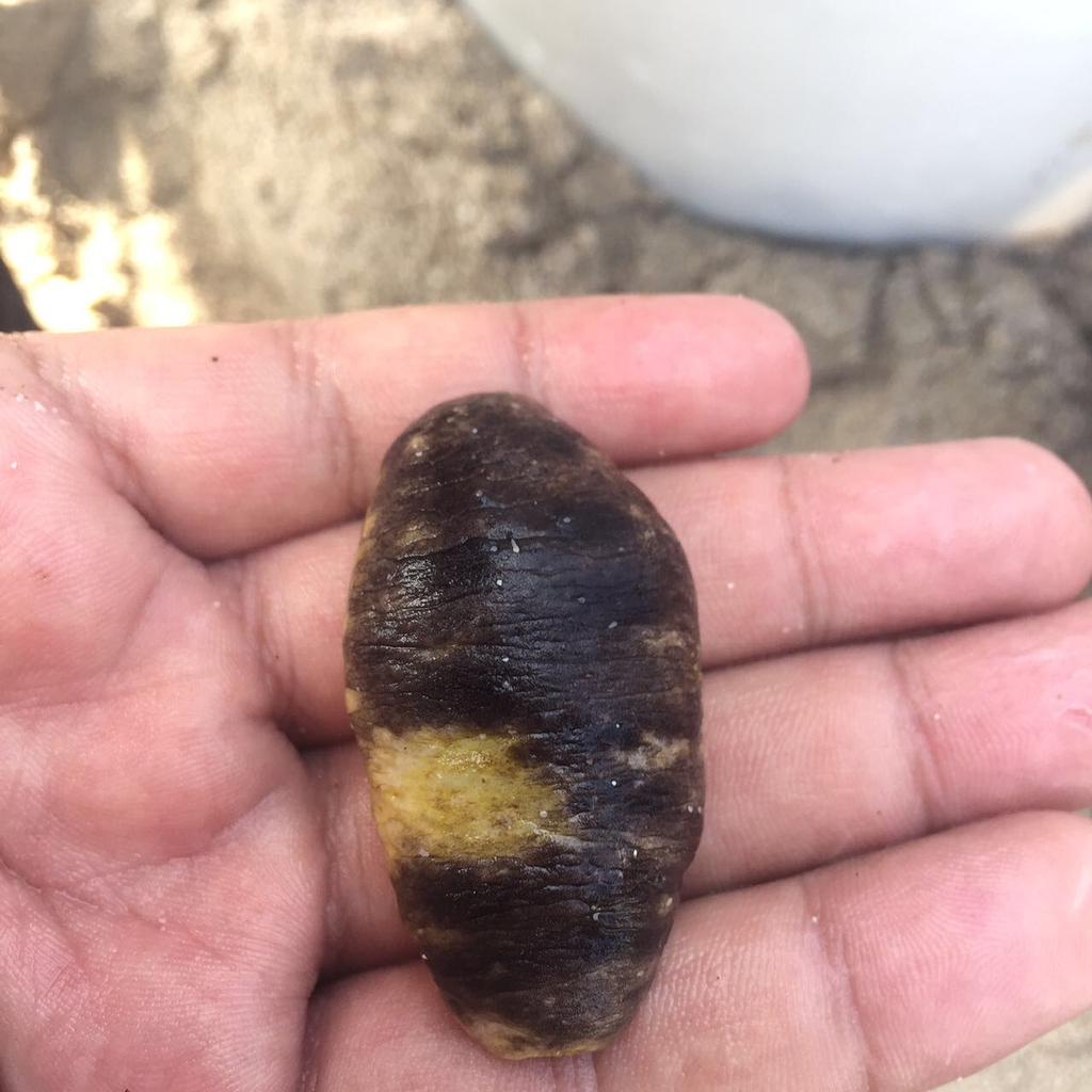 Rigid sea cucumber