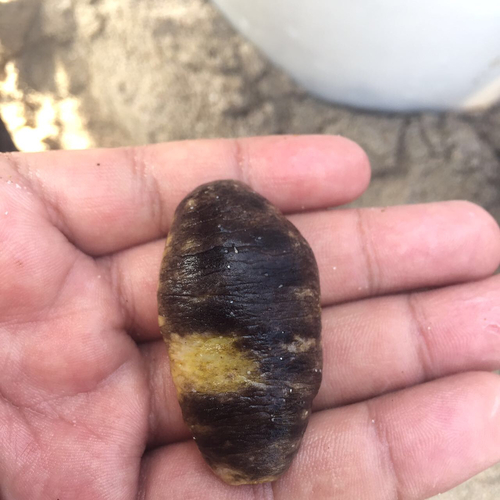 Holothuria rigida