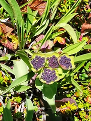 Bupleurum triradiatum