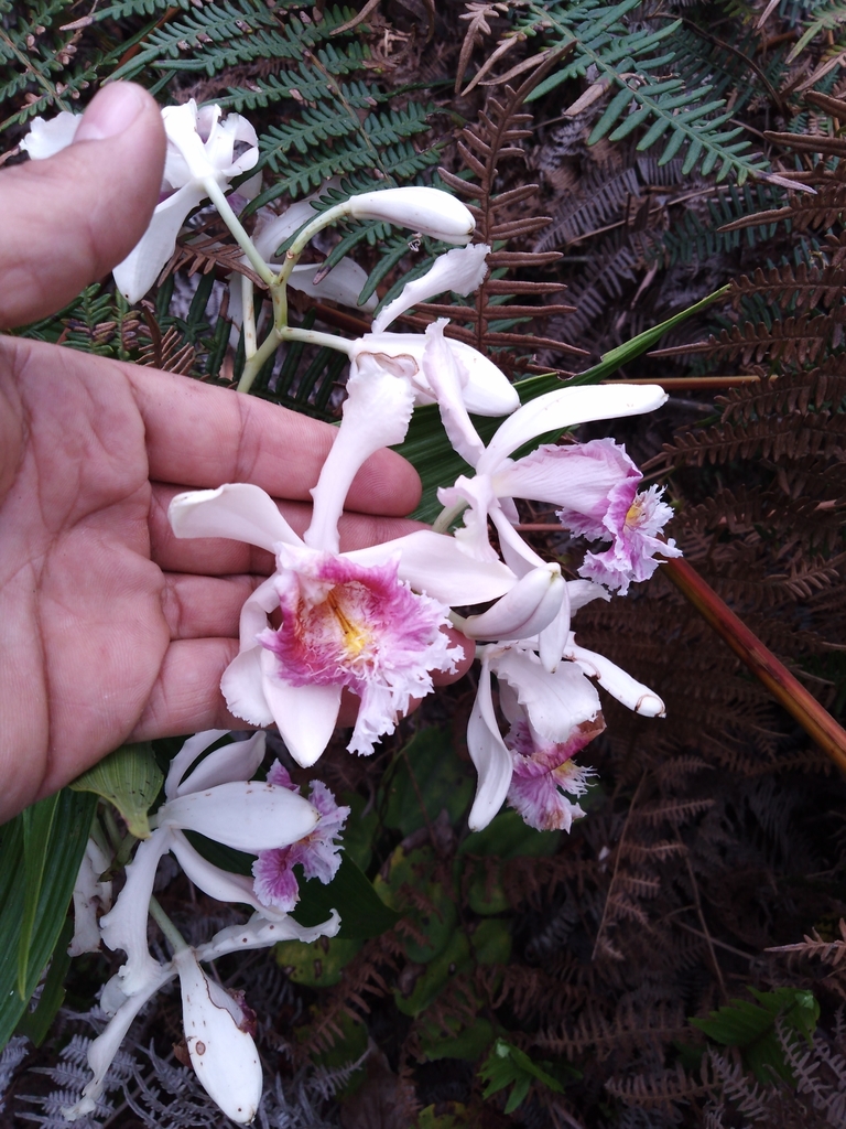 Sobralia roezlii